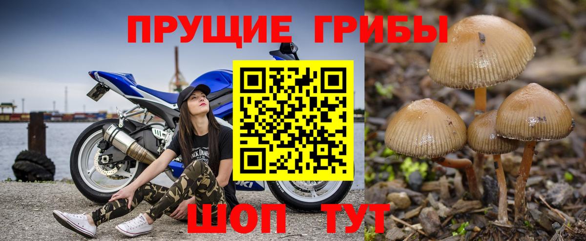 Псилоцибиновые грибы Psilocybine cubensis Рассказово